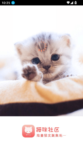 猫咪社区