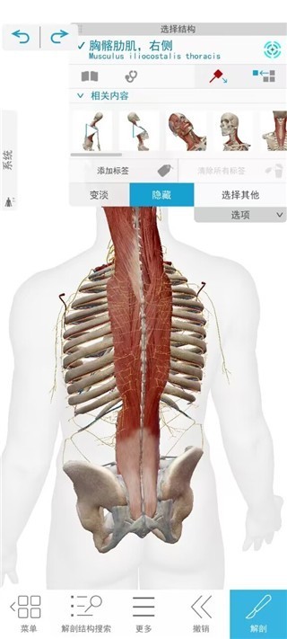 Atlas人体解剖学图谱2021版