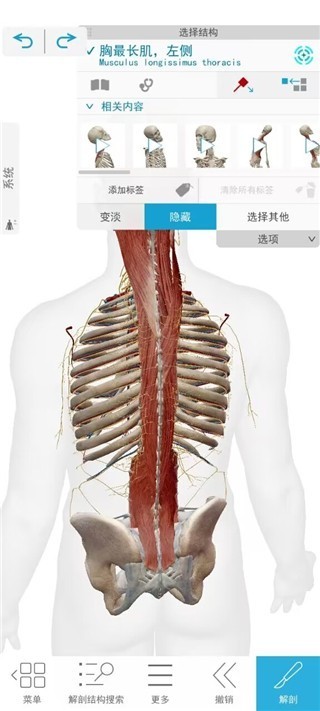 Atlas人体解剖学图谱2021版