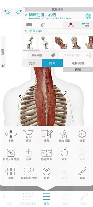 Atlas人体解剖学图谱2021版