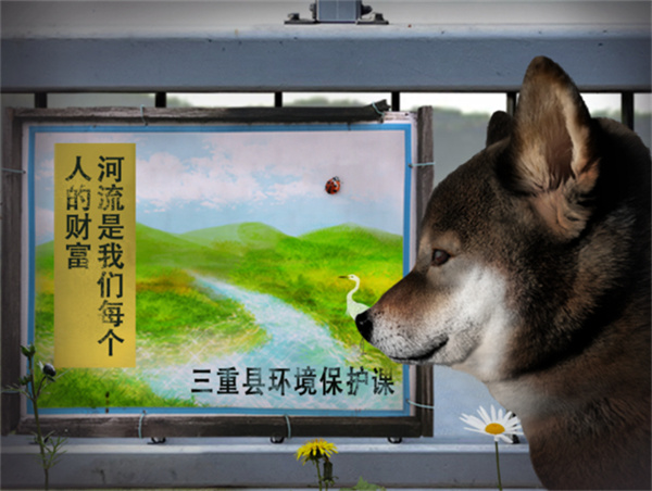 翌日波奇狗的历险记