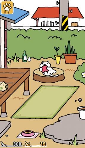 猫咪后院
