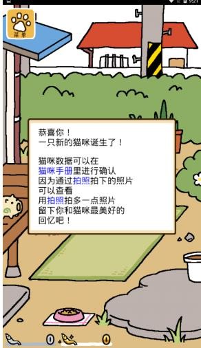 猫咪后院