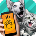 Pettranslator新版